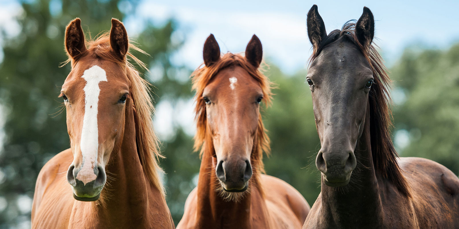 Equine Services